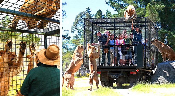 Questo zoo mette i turisti in gabbia al posto degli animali, per una visita... da brivido!