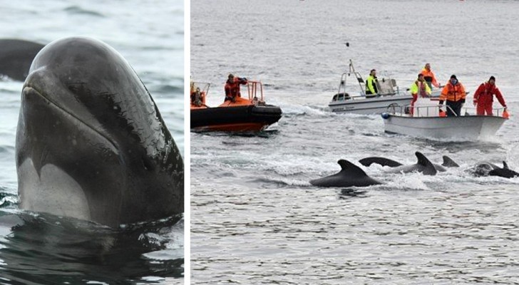 Auf den Färöer-Inseln neues Massaker an Walen: 100 Exemplare bei einer traditionellen Jagd getötet