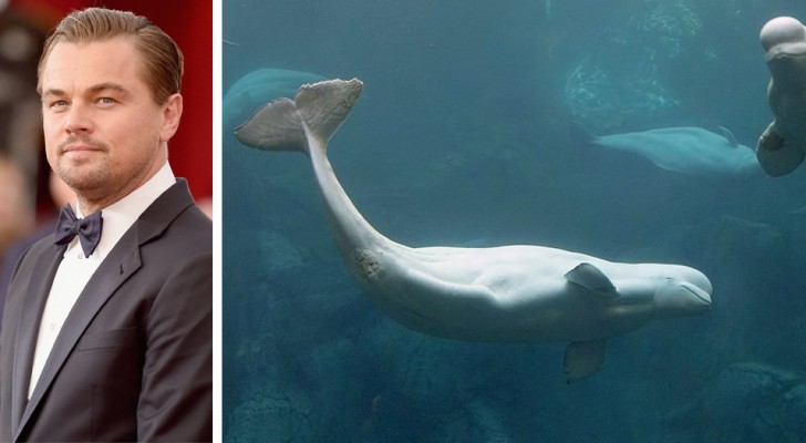 DiCaprio rettet Schwertwale vor unterseeischen 