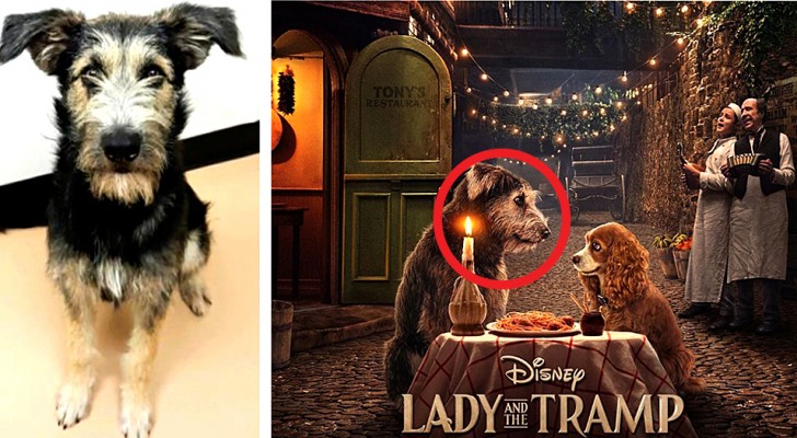 The story of Monte, a stray dog ​​that has become a star in the film "Lady and the Tramp" (2019)