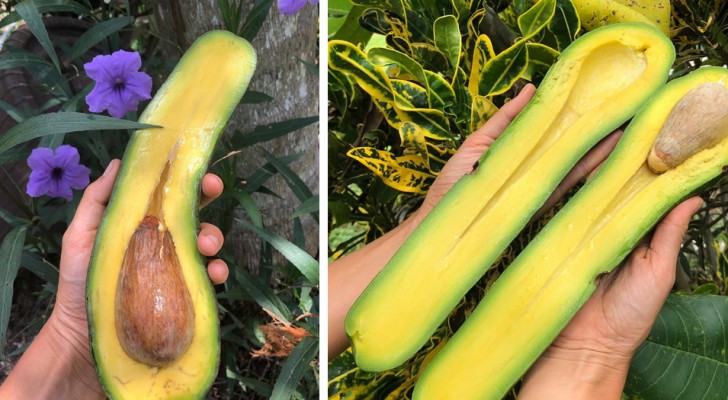 Questa azienda agricola produce degli avocado lunghi fino a 90 cm che possono pesare oltre 1 kg