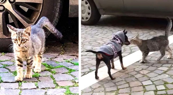 This little stray kitten waited every day for a little dog to play with it and now the two are inseparable!