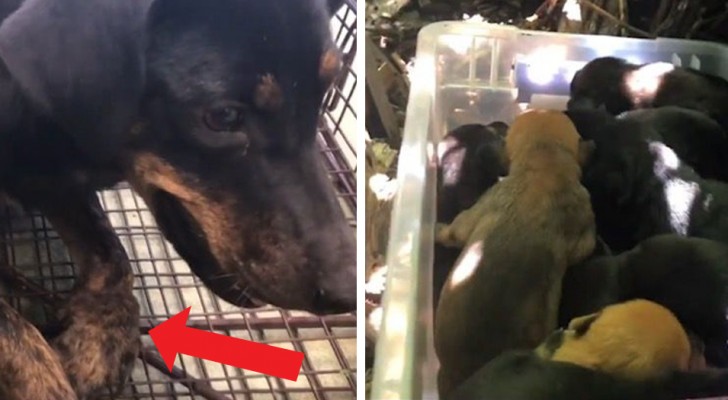 En hund med ett brutet ben släpar sig fram till djurskyddshemmet för att rädda sina 13 små valpar