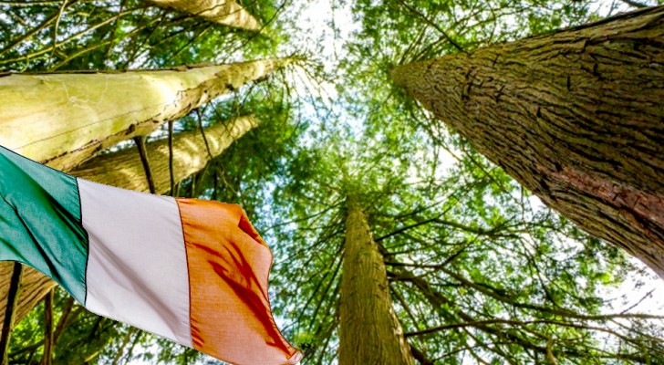 L'Irlanda pianterà 440 milioni di alberi entro il 2040 per combattere il cambiamento climatico