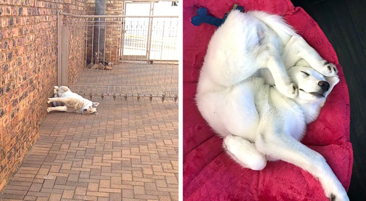When sleep gets the upper hand anything can happen. See 20 dogs that have fallen asleep in the strangest positions
