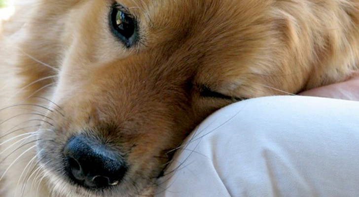Il tuo cane sa esattamente qual è il tuo stato d'animo, e questo studio lo dimostra