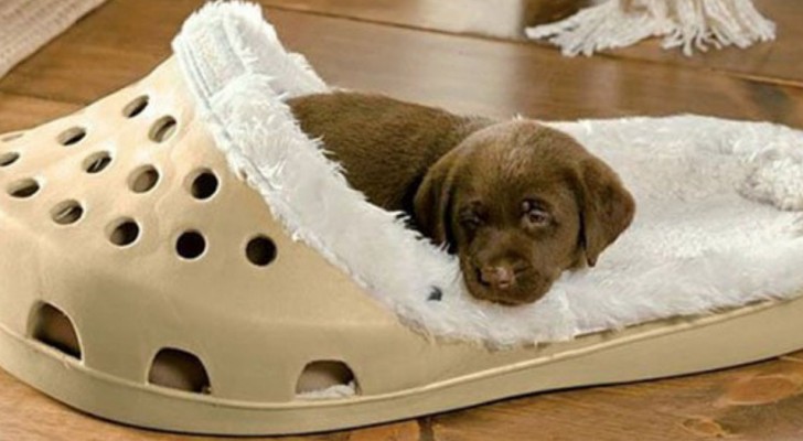 Ces couchettes en forme de pantoufles géantes sont parfaites pour les chiens qui aiment ronger les chaussures et les pantoufles