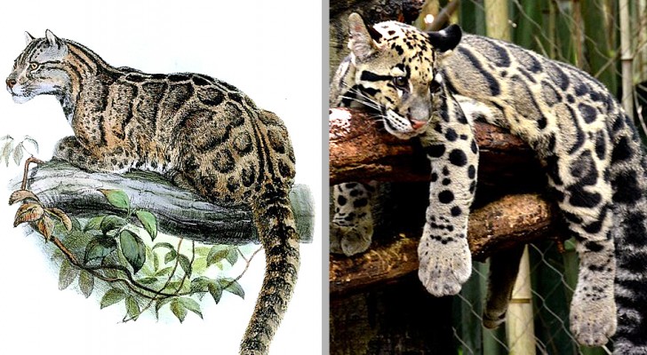 Er galt als ausgestorben, aber dieser Leopard tauchte nach 36 Jahren in Taiwan wieder auf