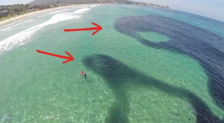 Sembra un'enorme chiazza di petrolio, ma sotto il pelo dell'acqua si scopre qualcosa di molto più affascinante