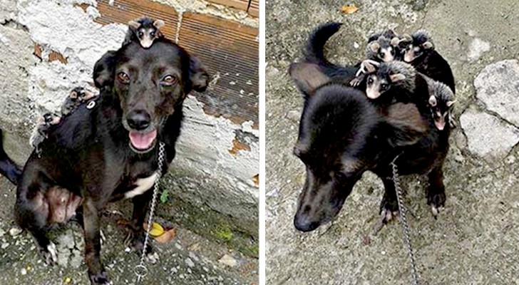 Esta cachorrinha decidiu adotar os filhotes de gambá sem mãe 