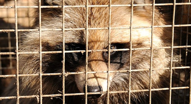 La California vieta ufficialmente agli allevamenti di animali da pelliccia: è il primo stato USA