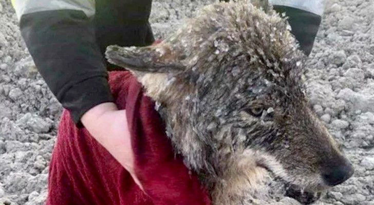 Salvan un perro de un rio congelado y lo llevan a un refugio sin darse cuenta que es un lobo