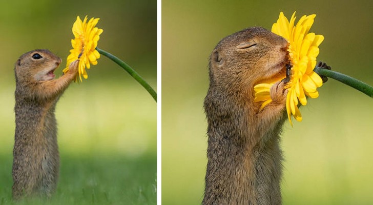 Questo fotografo ha catturato il momento esatto in cui uno scoiattolo si ferma ad annusare un fiore