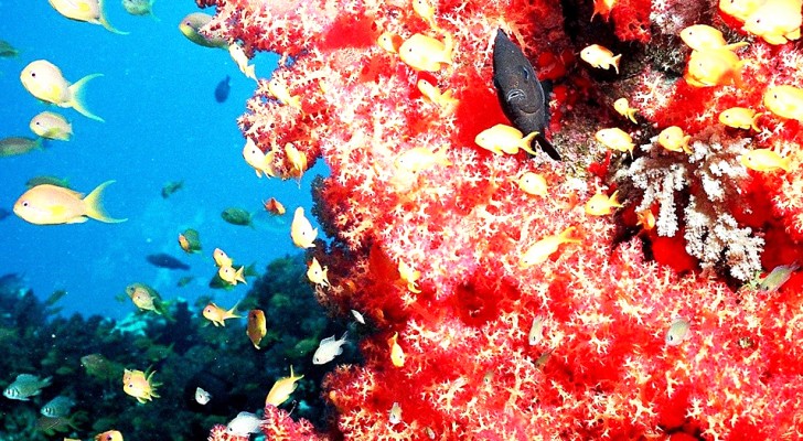 In Costiera Amalfitana rubati 400 kg di corallo: per sanare il danno ci vorranno 50 anni