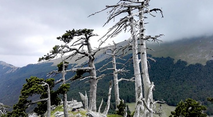 Der älteste Baum Europas steht in Italien: alle Geheimnisse des Italus