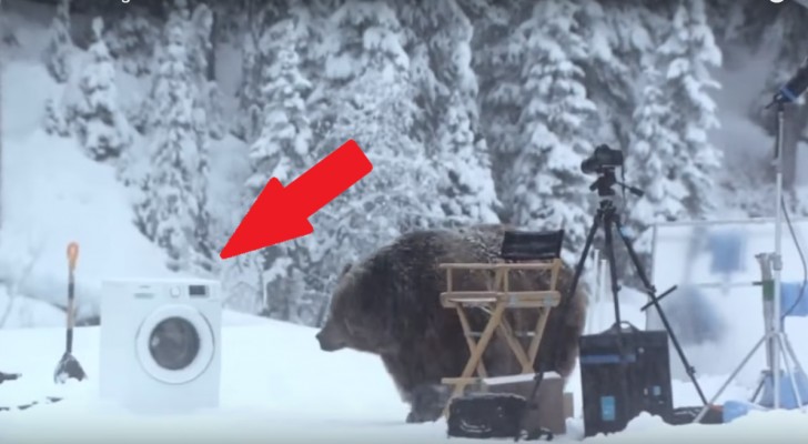 Un orso invade il set pubblicitario: prestate attenzione a cosa farà con la lavatrice!