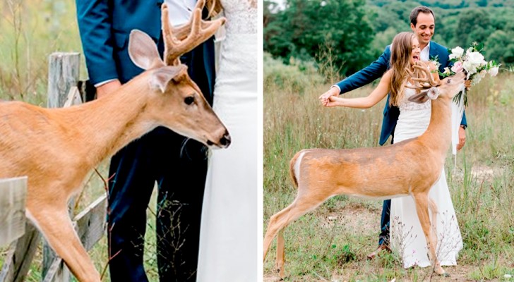En hjort avbryter en bröllopsfotografering och bilderna är både roliga och söta