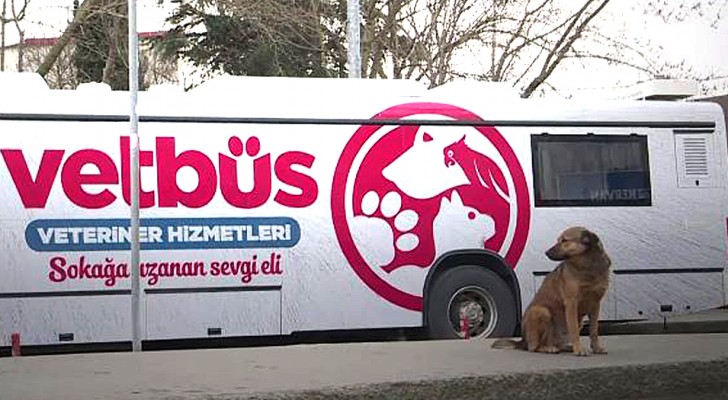 VetBus: la clinica veterinaria su ruote che gira per Istanbul curando cani e gatti randagi