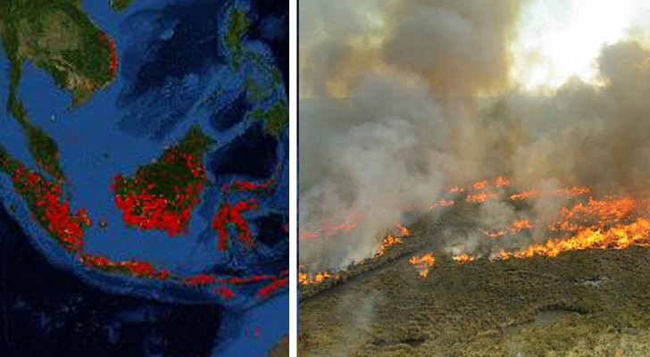 Après l'Arctique, l'Amazonie et l'Afrique, l'Indonésie brûle aussi : les bûchers servent à produire l'huile de palme