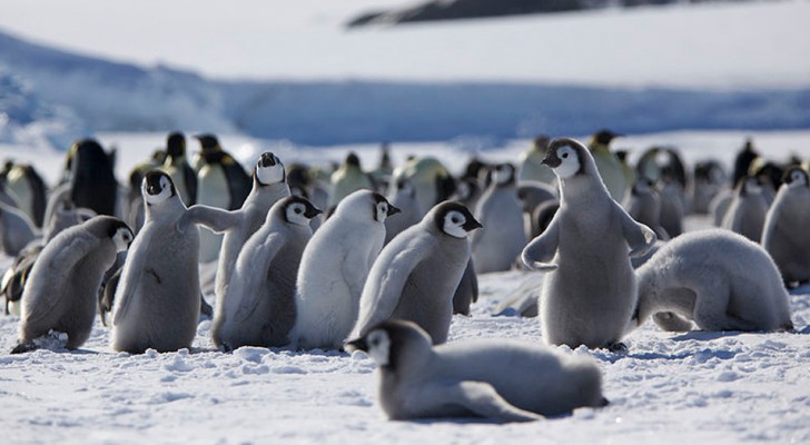 In Antartide è scomparsa la seconda colonia più grande di pinguini imperatore