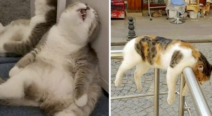 Dessa 15 bilder visar hur konstiga ställningar våra katter kan ligga i