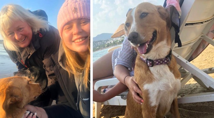 Ein Mädchen kommt aus den Ferien zurück und nimmt den streunenden Hund mit nach Hause, der die ganze Zeit an ihrer Seite war