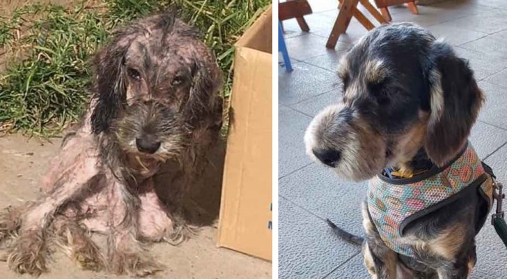 Faustino's story is one of abandonment and severe abuse and he was found by his rescuer just in time