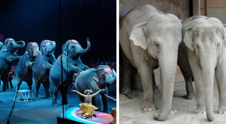 Dänemark verbietet die Verwendung von Tieren in Zirkussen und kauft die letzten 4 Elefanten, die noch übrig sind, um sie zu befreien