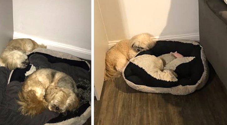 After this dog's best furry friend passed away, he still sleeps on the kennel pillow leaving room for his friend