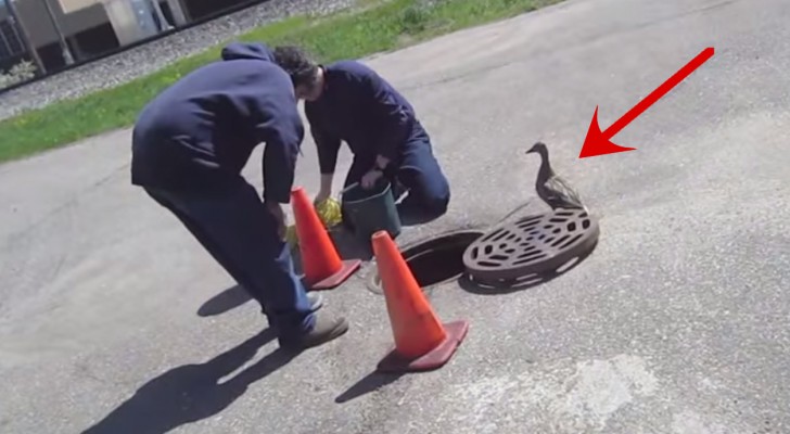 They could hear noises coming from the drain.. the rescue is amazing!