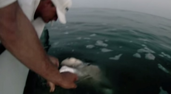 L'attacco dello squalo che diventa un pericoloso tiro alla fune