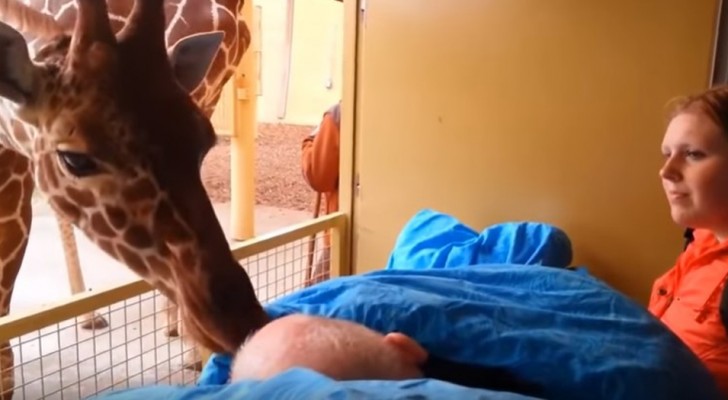 El custodio del zoológico está enfermo y esta jirafa lo saluda por última vez con un "beso"