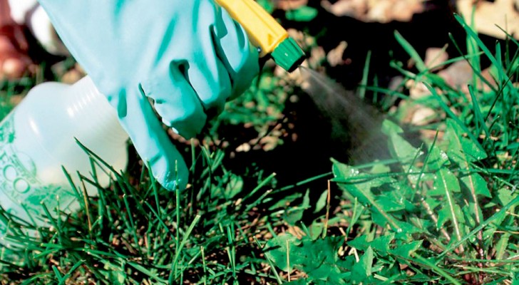 La Germania bandirà l'uso del glifosato nei pesticidi entro la fine del 2023