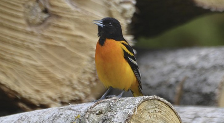Dal 1970, in Nord America sono scomparsi quasi 3 miliardi di uccelli a causa dei pesticidi