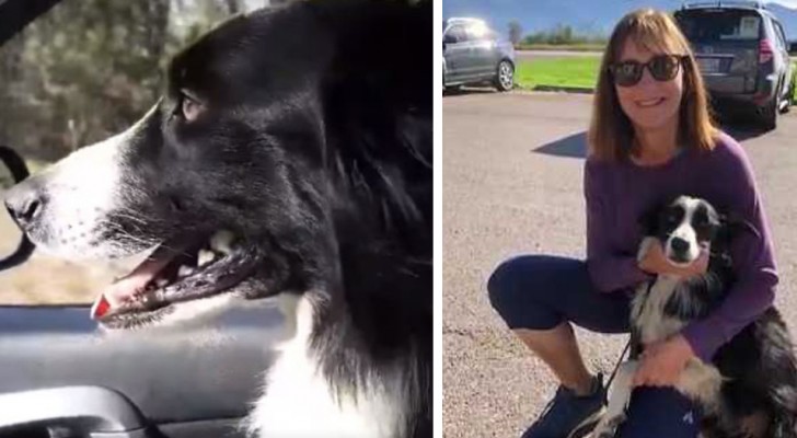 Deze vrouw neemt ontslag om haar verdwaalde hond te zoeken en vindt haar na 57 dagen
