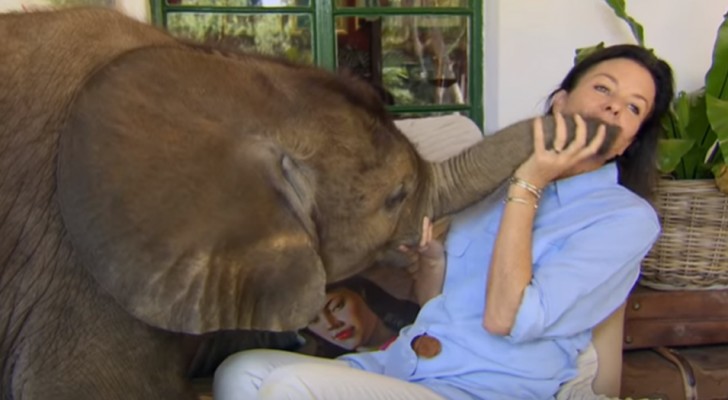 Uma elefantinha órfã arriscava morrer, mas esta mulher a salvou em tempo: agora são inseparáveis