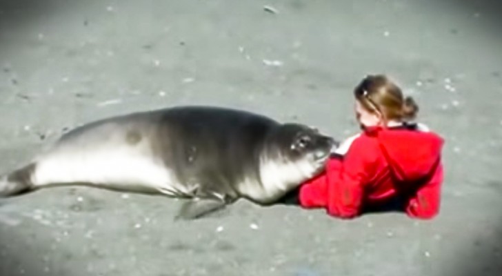 Ihr könnt euch nicht vorstellen, wie dieser Seeelefant einen Menschen behandelt