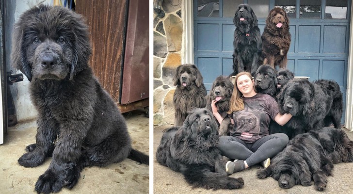 Cette femme vit à avec 9 chiens terre-neuve dressés pour aider les enfants avec des difficultés de communication