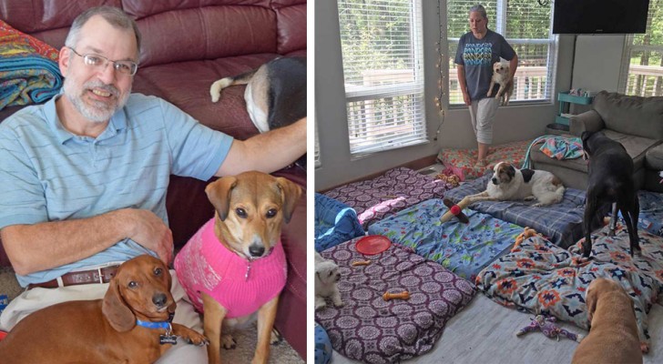 This man has created a shelter to accommodate older dogs who could not find a home