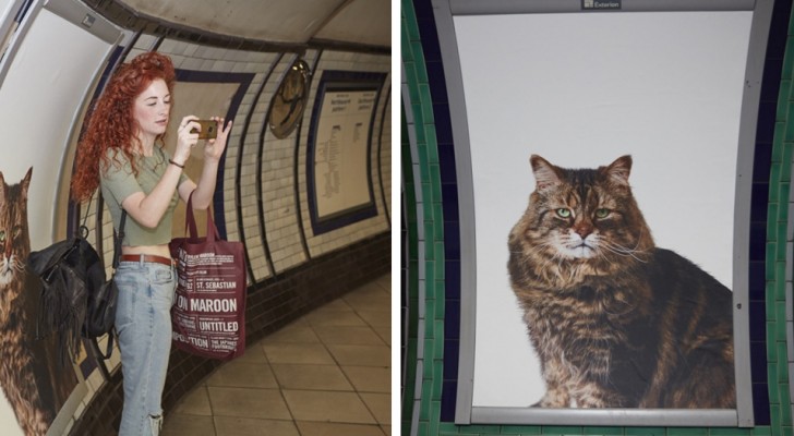 Nella metro di Londra sostituiscono le solite pubblicità con foto di gattini in cerca di una nuova casa