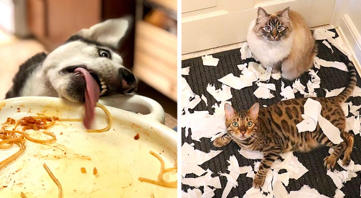 18 fotos muito engraçadas que mostram por que nunca devemos perder de vista os nossos animais domésticos