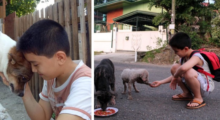 Com 9 anos ele usou todas as suas economias para comprar comida para os cachorros de rua: agora ele gerencia um refúgio