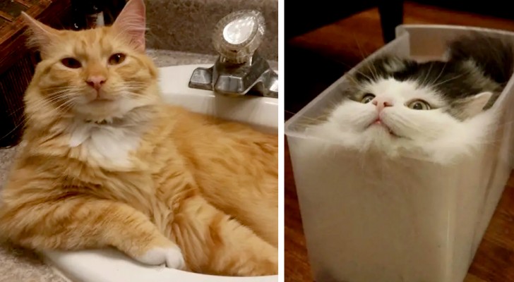 21 fun reasons why cats will one day conquer the world