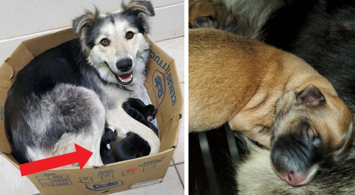 Era stata abbandonata con i suoi 9 cuccioli dentro una scatola di cartone sigillata, ma un uomo è riuscito a salvarli