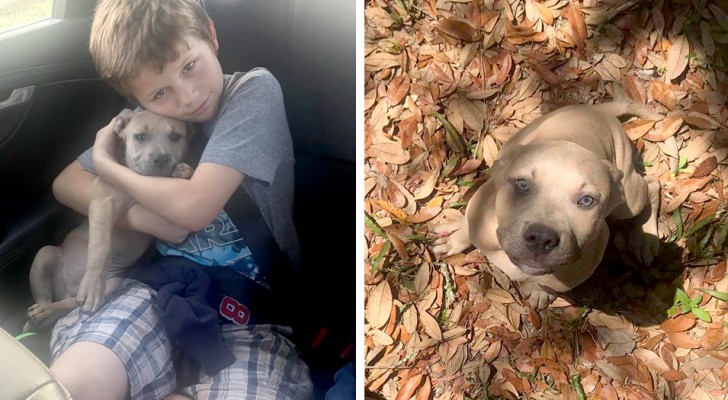 This brave dog saves his owners' children and is bitten by a poisonous snake