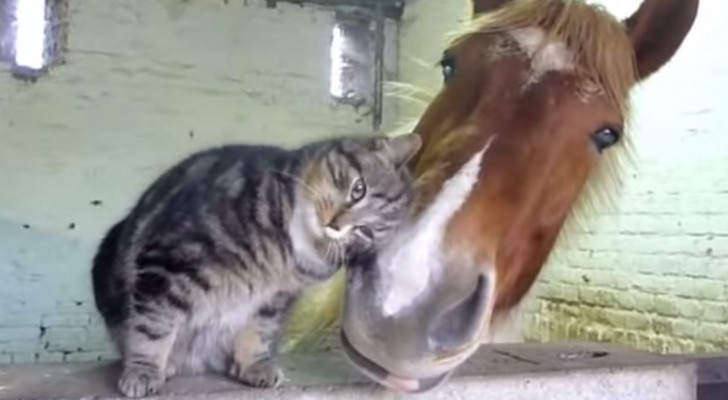 This unlikely couple shows true friendship