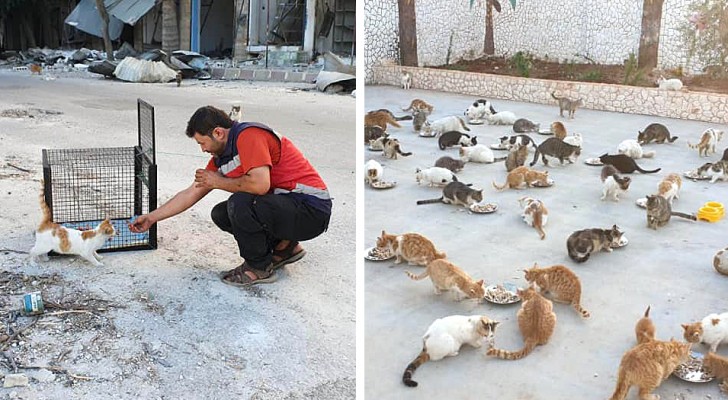 Quest'uomo entra nelle zone di guerra per salvare i gatti che le famiglie in fuga hanno abbandonato