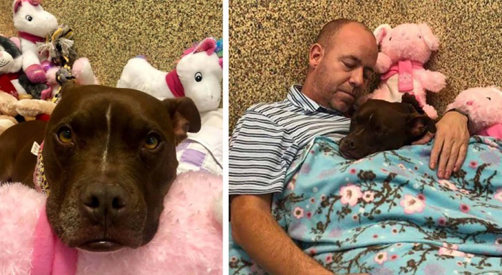 Quest'uomo ha dormito nel rifugio assieme alla cagnolina che nessuno voleva, riuscendo così a farla adottare