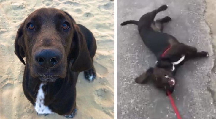 This dog lays down on the ground and pretends to be ill every time his owner tries to take him home after a walk