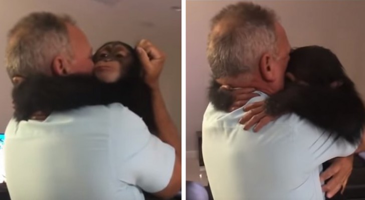 Deze chimpansee ziet zijn menselijke ouders na een lange tijd weer en verwelkomt hen met een stevige knuffel